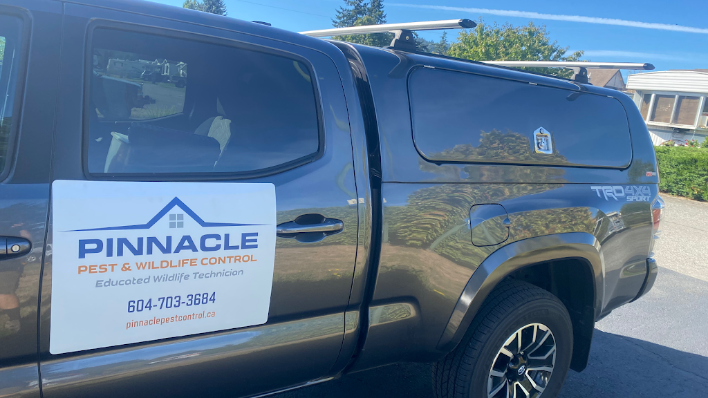 Pinnacle Pest & Wildlife Control | 46649 Balsam Ave, Chilliwack, BC V2P 6P6, Canada | Phone: (604) 703-3684