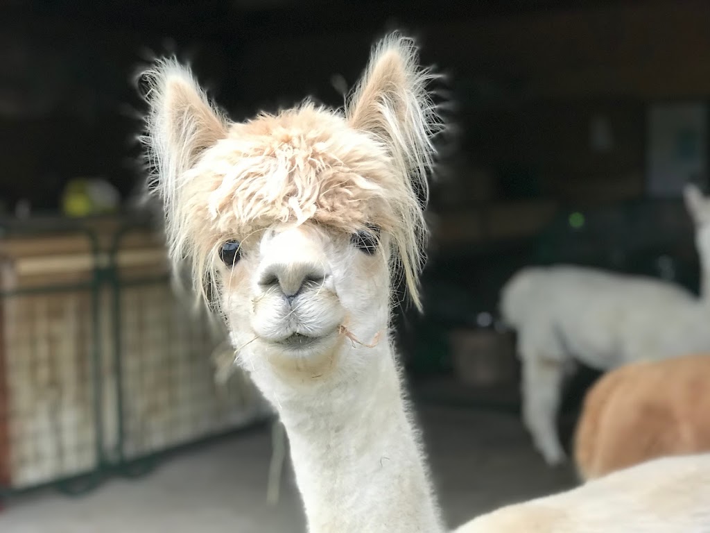 COLD SPRINGS ALPACAS | 8480 Cold Springs Camp Rd, Campbellcroft, ON L0A 1B0, Canada | Phone: (416) 579-3549