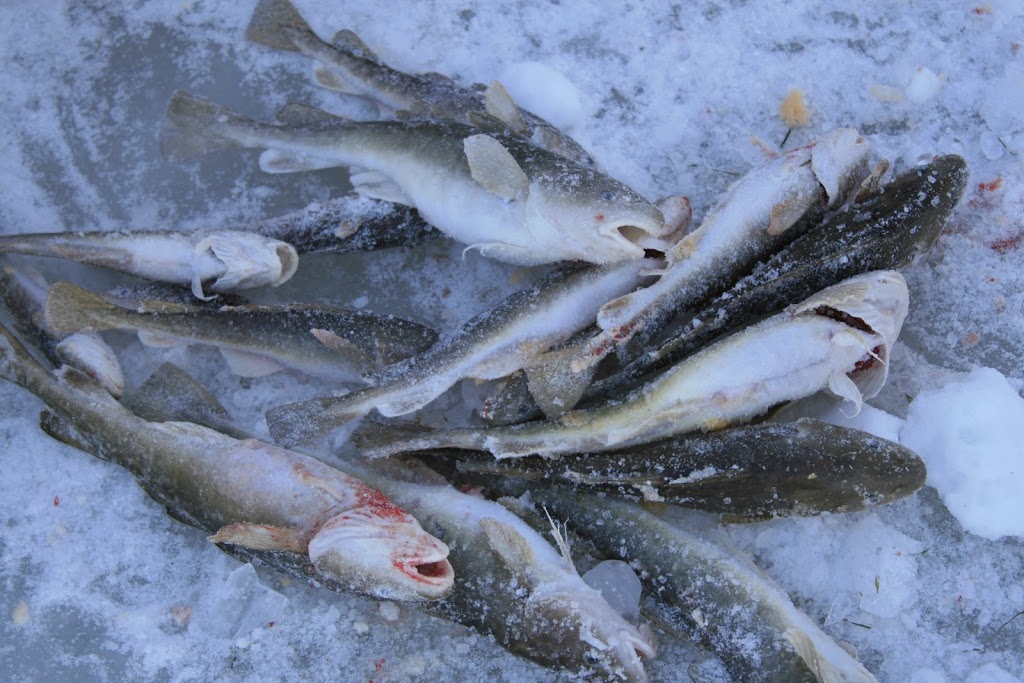 Poisson des chenaux - Centre de Pêche Claude Devault & Fils | 120 Rue de la Fabrique, Sainte-Anne-de-la-Pérade, QC G0X 2J0, Canada | Phone: (418) 325-2954