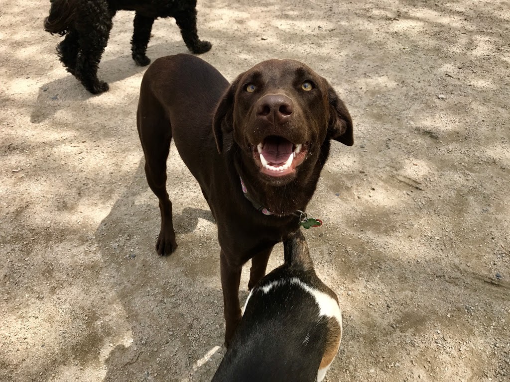 Albon Dog Ranch | 100 Old Northwest Rd, Lunenburg, NS B0J 2C0, Canada | Phone: (902) 640-2499