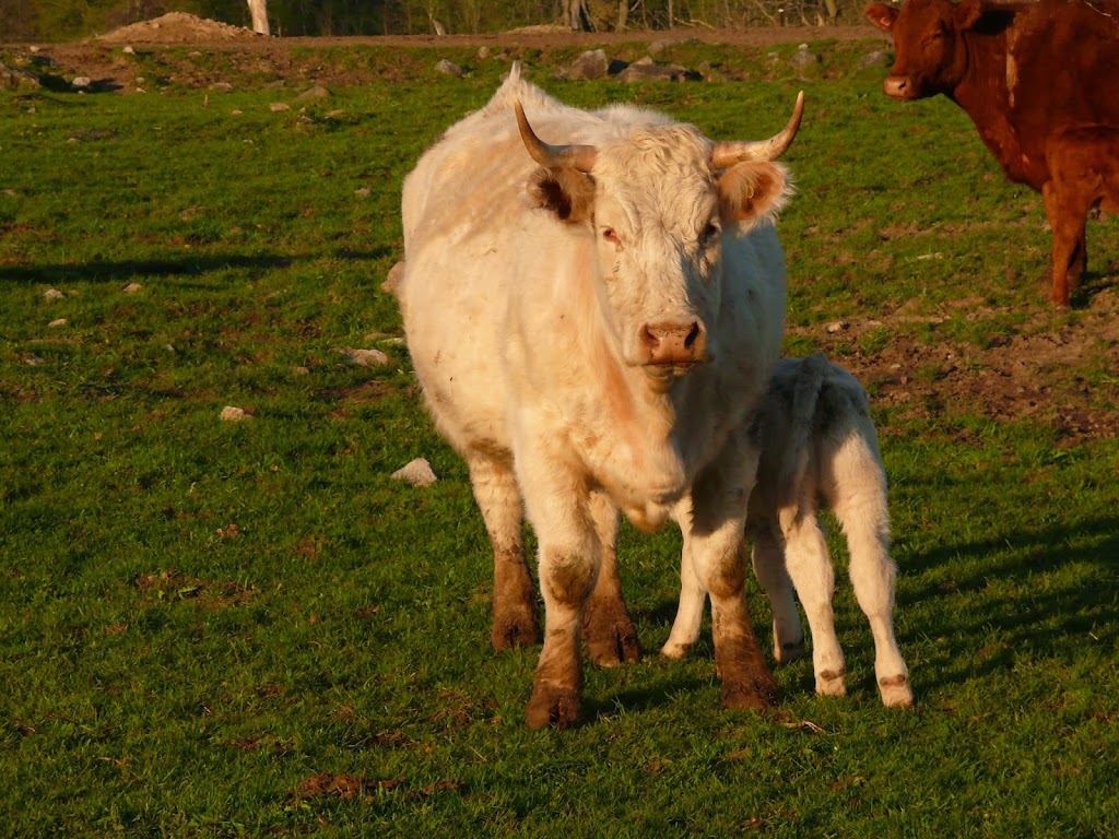 Fairchild Farm | 2091 Concession 8 W, Cambridge, ON N1R 5S2, Canada | Phone: (519) 740-0980