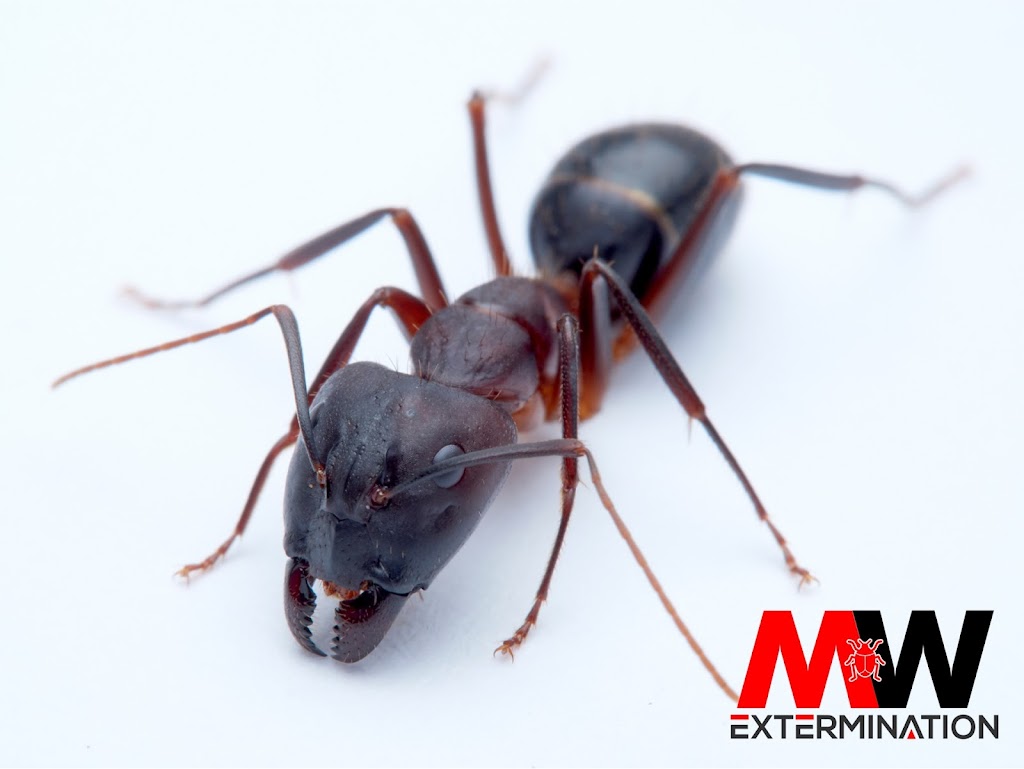 MW Extermination Bromont | 1381 Rue Shefford, Bromont, QC J2L 1J6, Canada | Phone: (450) 534-3700