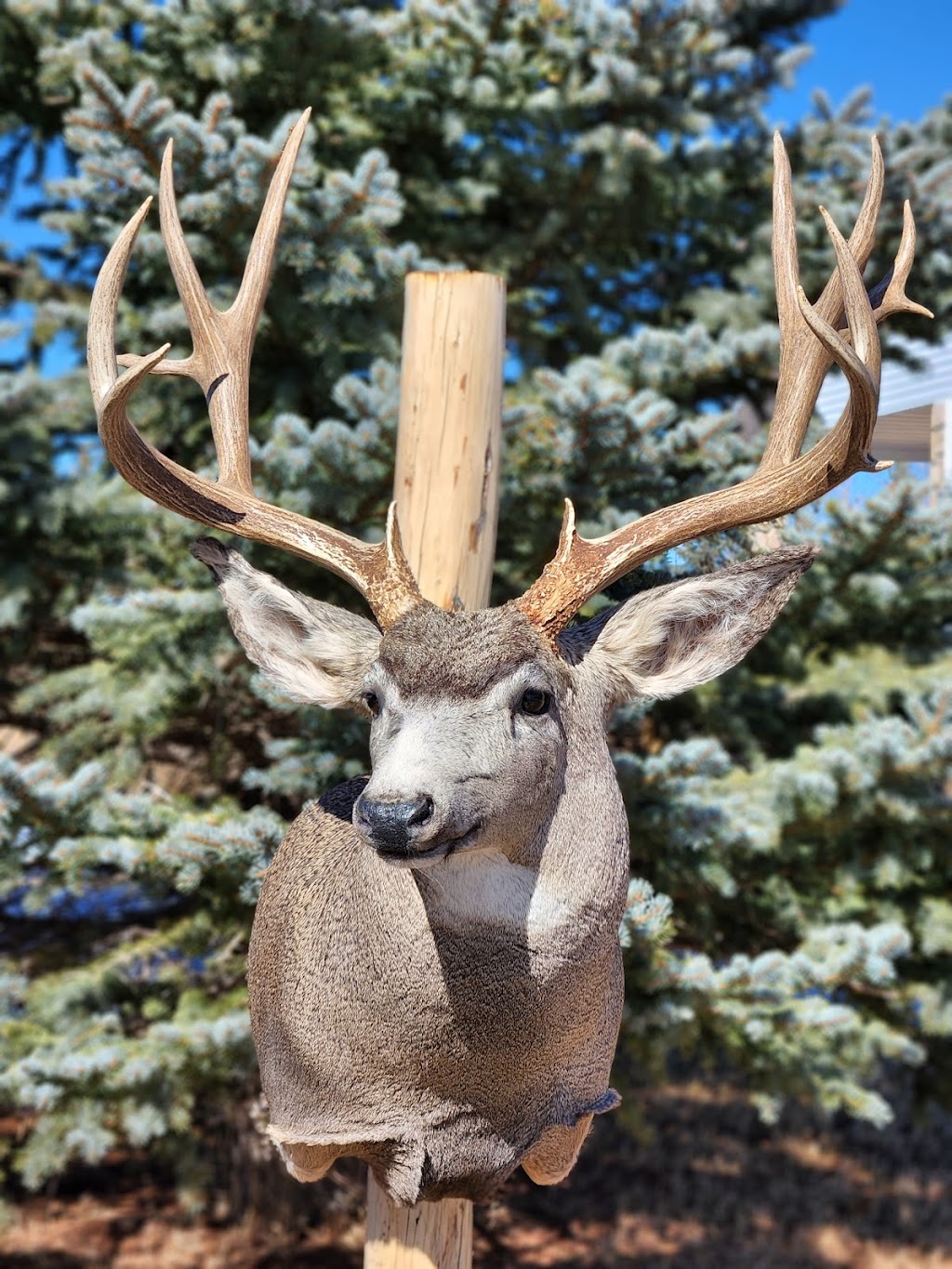 GreyStone Taxidermy | Box 2183, Claresholm, AB T0L 0T0, Canada | Phone: (587) 574-4888