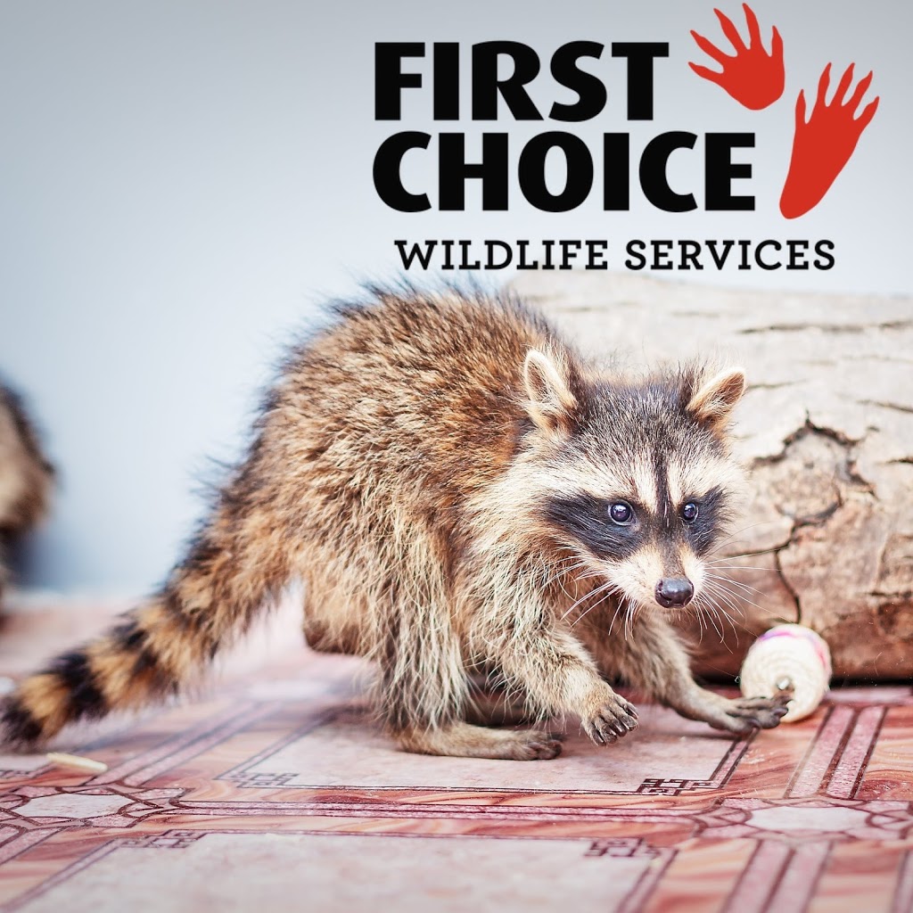 First Choice Wildlife Services | Oakville, ON L6H 0P9, Canada | Phone: (905) 399-4670