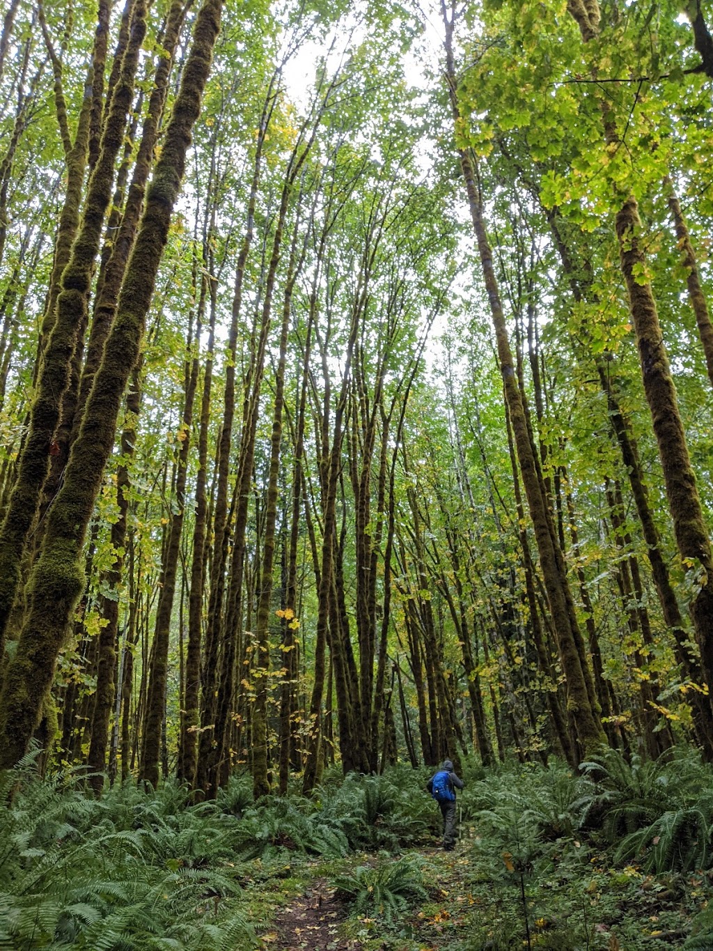 Fossli Park Trail | Unnamed Road, Alberni-Clayoquot D, BC V0R 2B0, Canada | Phone: (250) 720-2700