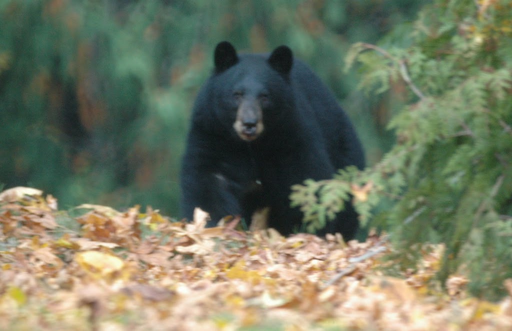 West Coast Wildlife Education and Conflict Management. | 3263 Beach Ave, Roberts Creek, BC V0N 2W2, Canada | Phone: (604) 865-0588