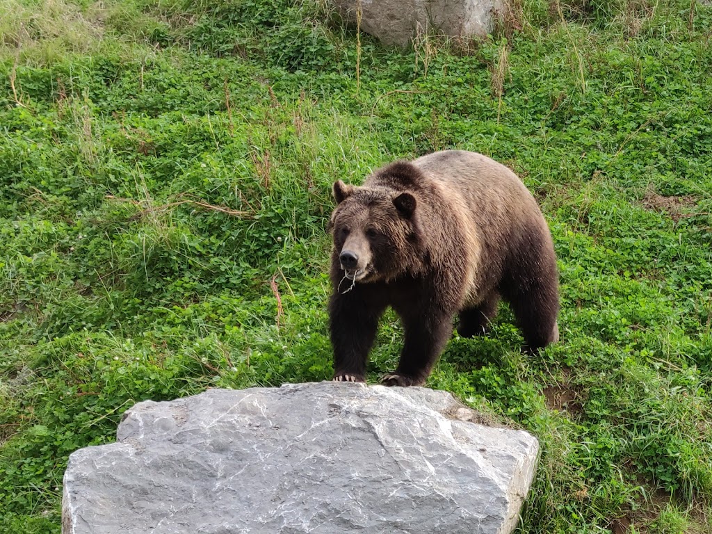 Zoo Sauvage de Saint-Felicien | 2230 Bd du Jardin, Saint-Félicien, QC G8K 0H1, Canada | Phone: (418) 679-0543