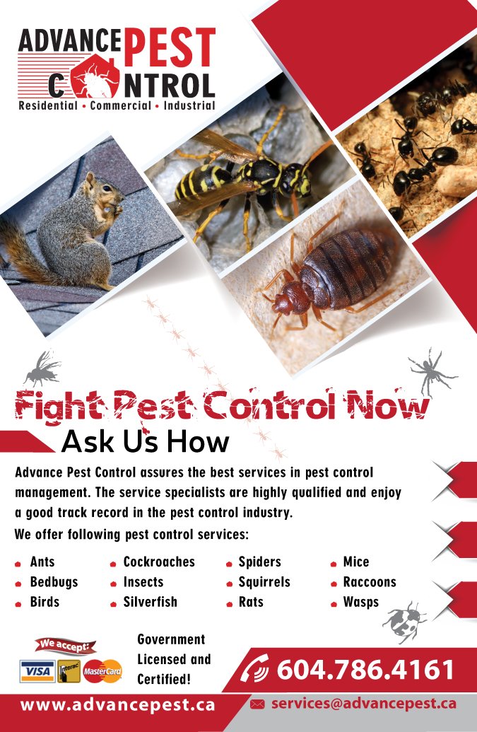 Pest Control Burnaby | 5389 Gilpin St, Burnaby, BC V5G 2H8, Canada | Phone: (604) 786-4161