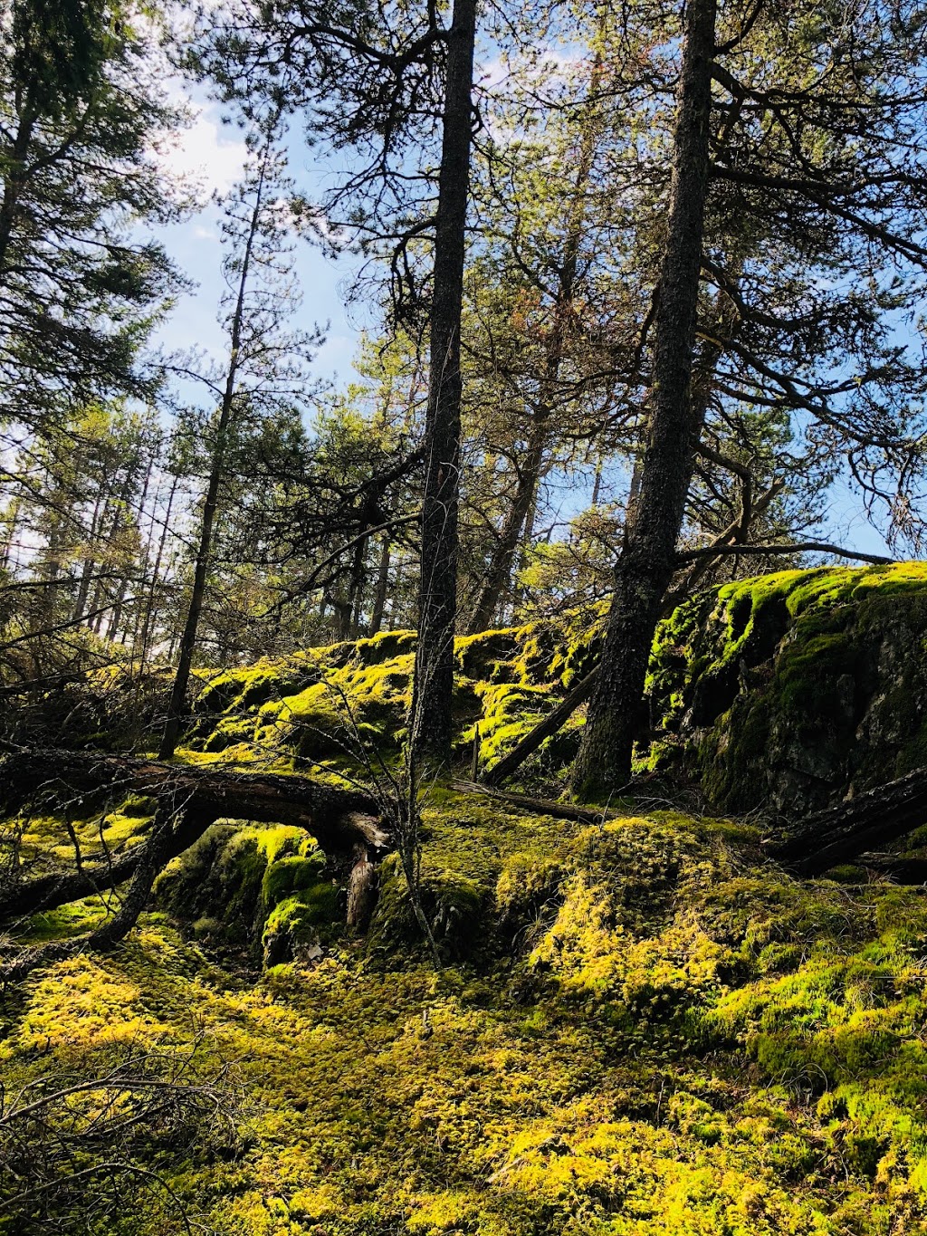 Mossy Outcrop | Bowen Island, BC V0N 1G2, Canada