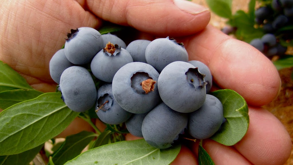 Steller Blueberries | 6337 Oldfield Rd, Saanichton, BC V8M 1X8, Canada | Phone: (778) 426-0280