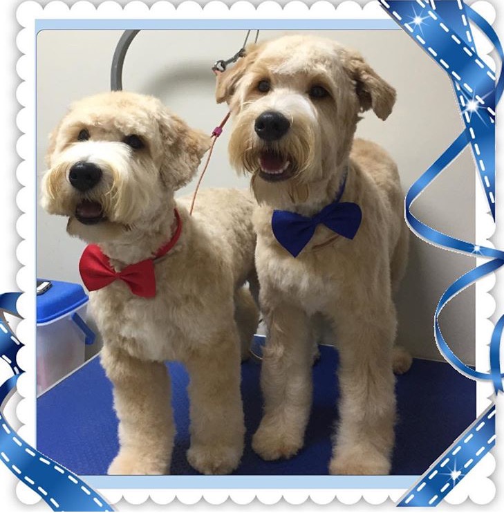 Adorable Pet Grooming & Boutique | 340 Henry St Unit # 19, Brantford, ON N3T 6L2, Canada | Phone: (519) 770-5041