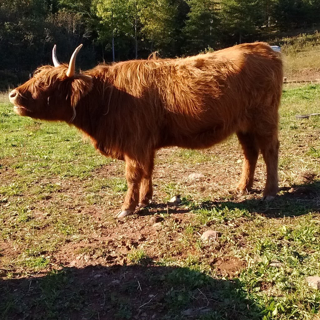 Baird Brook Farm | 817 Onslow Mountain Rd baird brooke farm, Onslow Mountain, NS B6L 6R1, Canada | Phone: (902) 957-0238