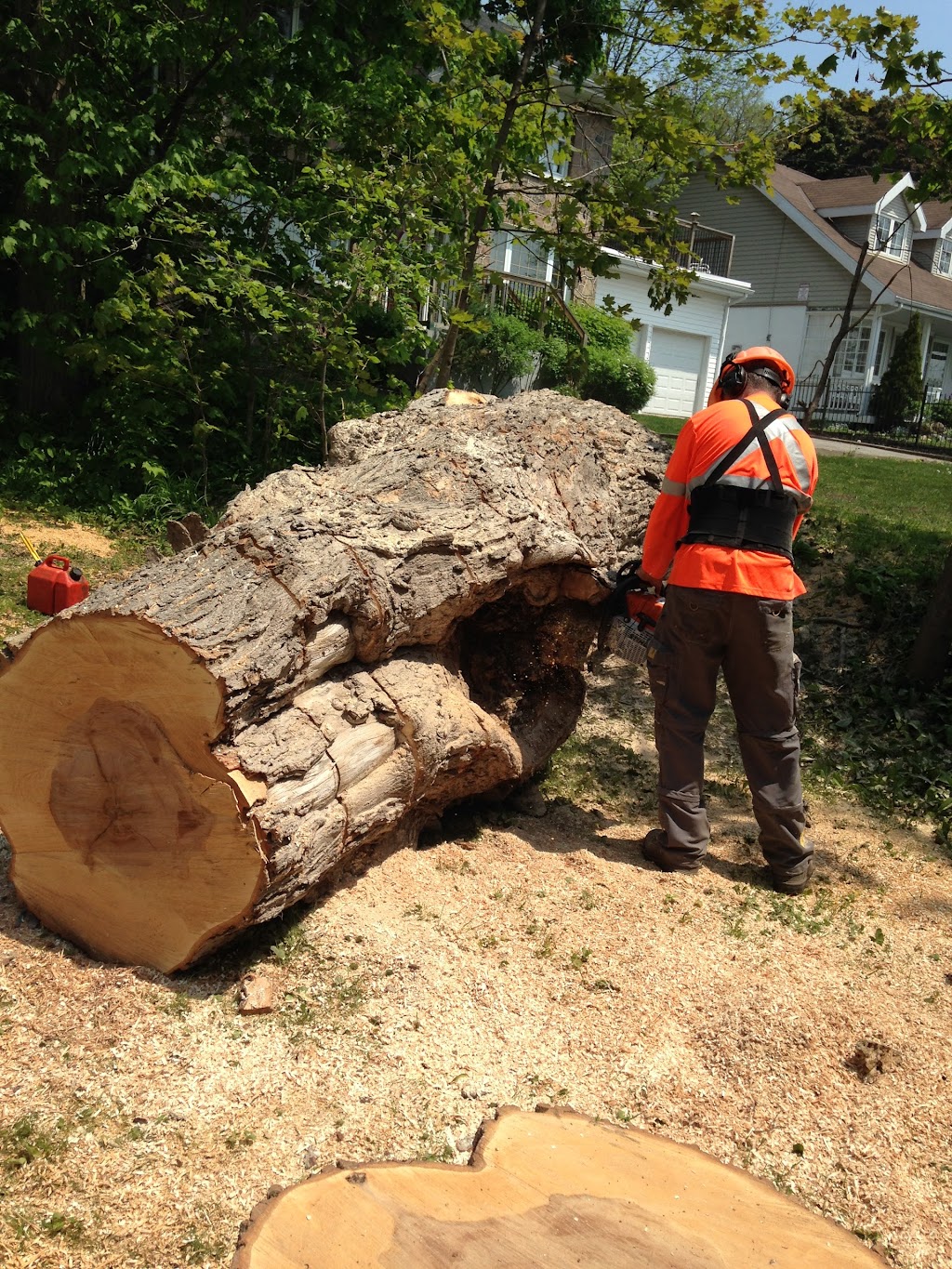 Timberjack Tree Service | 158074 7th Line, Meaford, ON N4L 1W5, Canada | Phone: (705) 716-5000