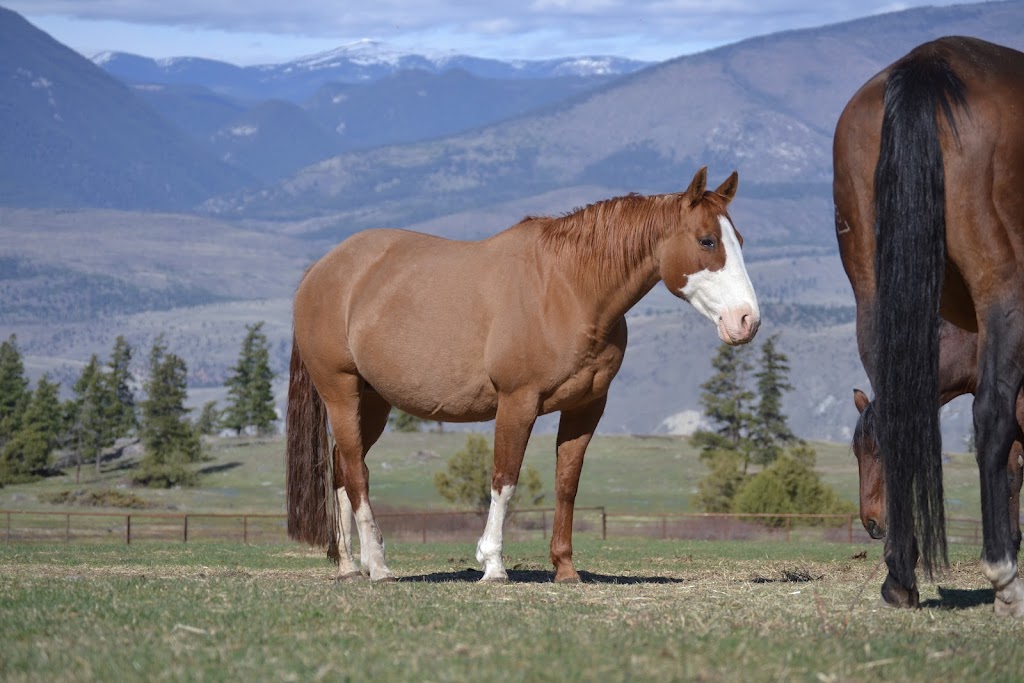Charles Ranch Equine | 3700 BC-97C, Ashcroft, BC V0K 1A0, Canada | Phone: (250) 457-7426