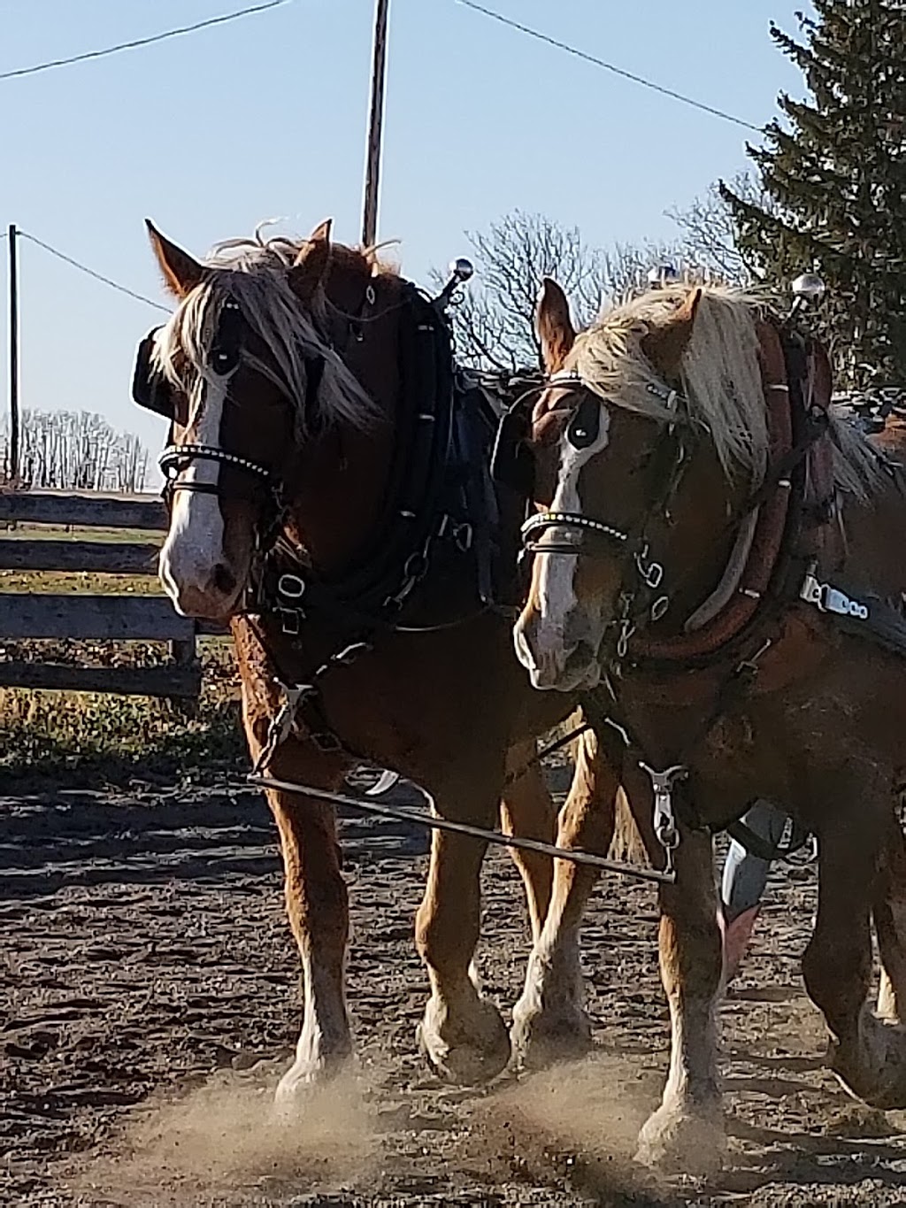 Natural Touch Equine Farm | Range Rd 245, Wheatland County, AB T0J 2R0, Canada | Phone: (403) 901-8117