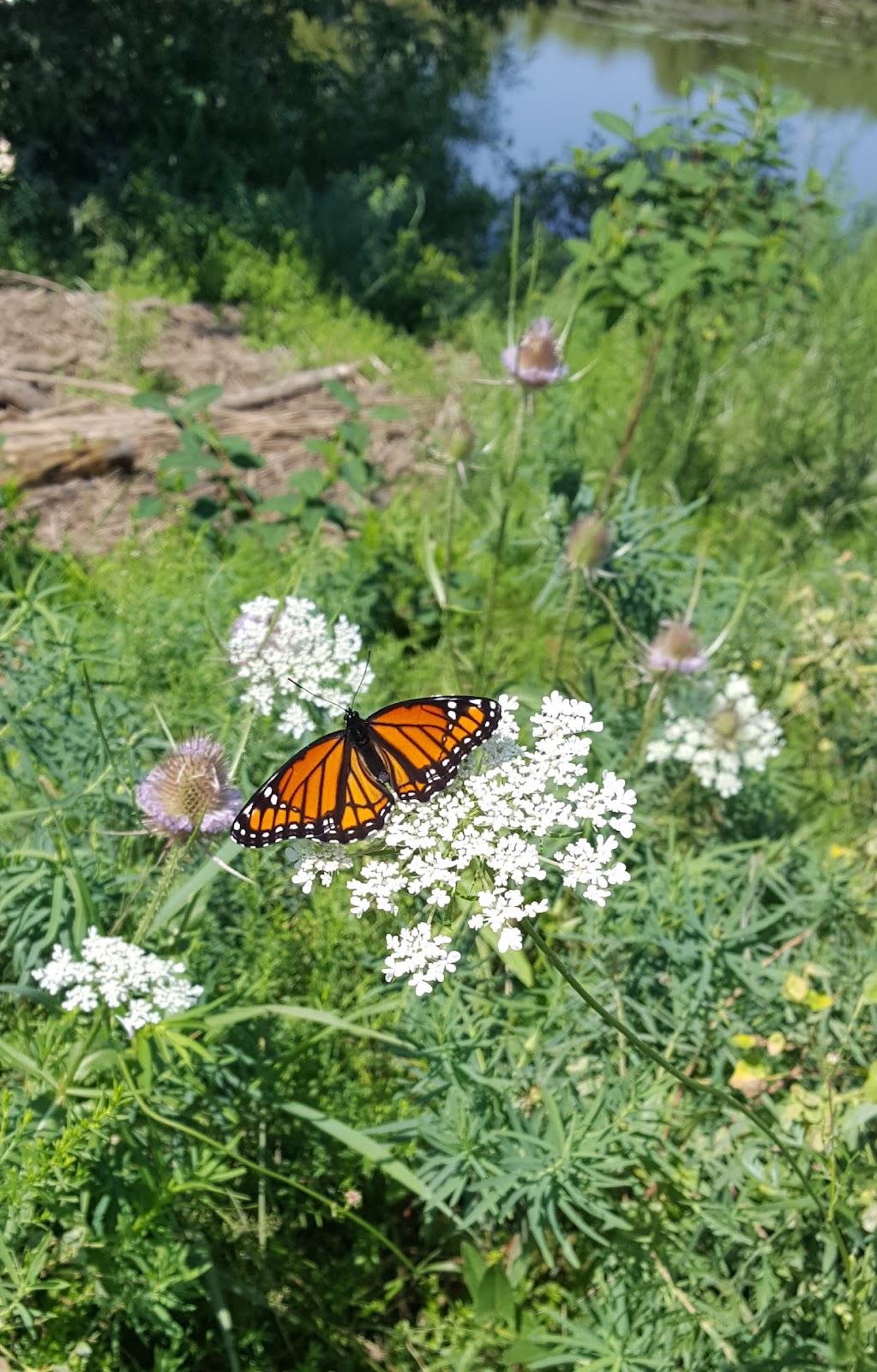 Peter Hallman Family Trail at Kolb Park | Centennial Ct, Kitchener, ON N2B 3X2, Canada