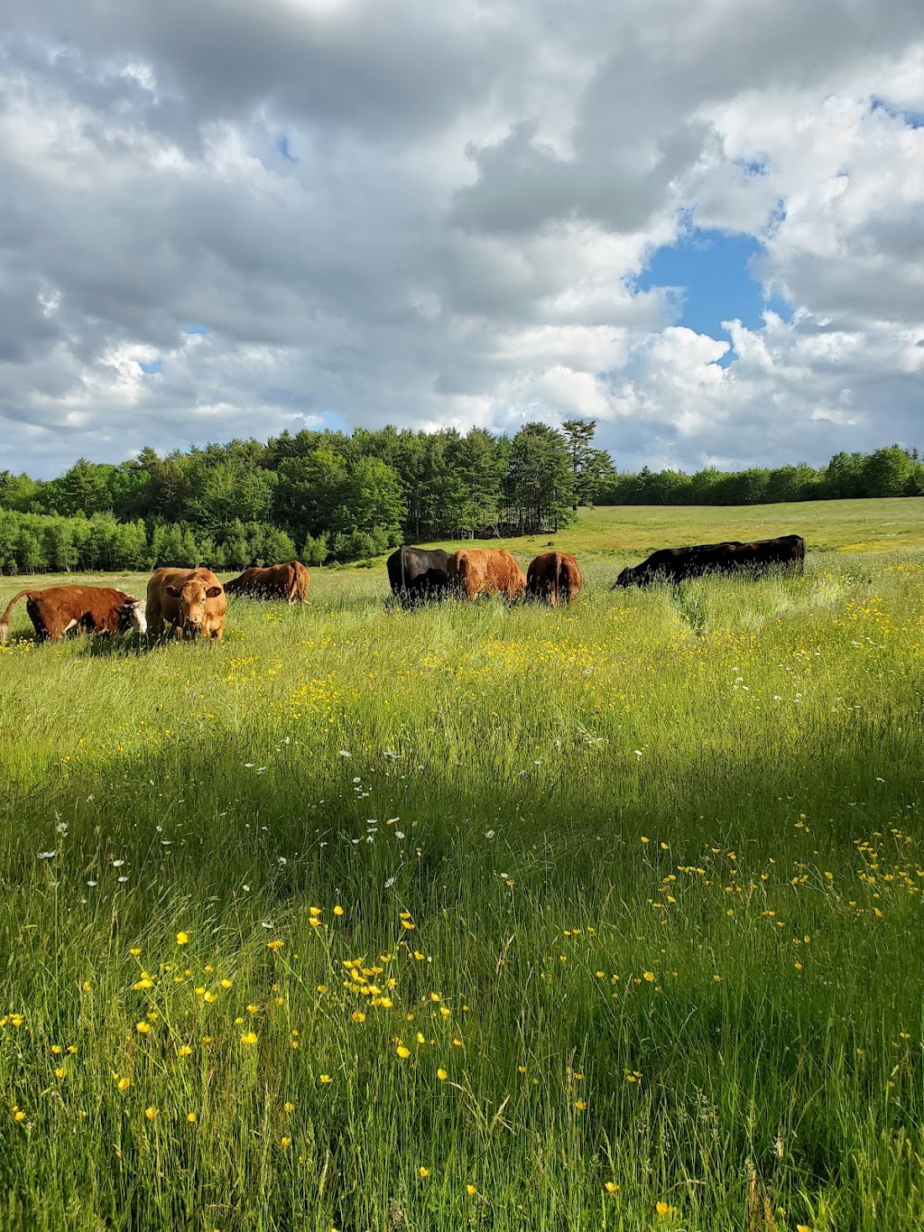 Joudreys Hilltop Farm | 40 Burgoyne Rd, Danesville, NS B4V 8N9, Canada | Phone: (902) 298-9451