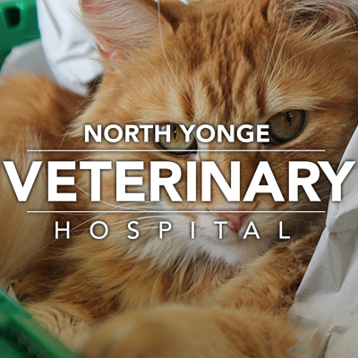 North Yonge Veterinary Hospital | 17725 Yonge St #18, Newmarket, ON L3Y 7C1, Canada | Phone: (905) 830-0437