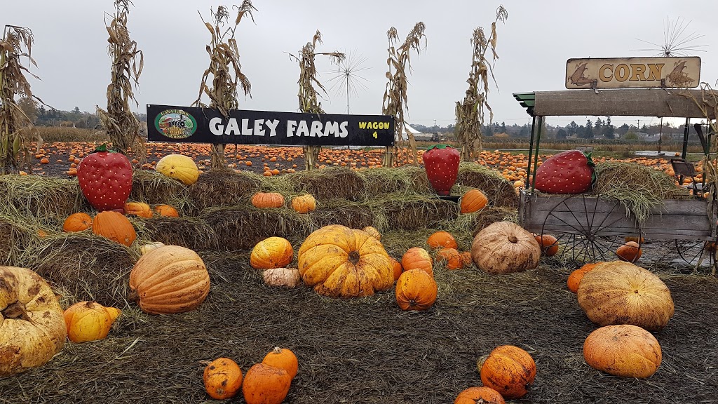 Galeys Cornmaze N Market | 4150 Blenkinsop Rd, Victoria, BC V8X 2C4, Canada | Phone: (250) 477-5713