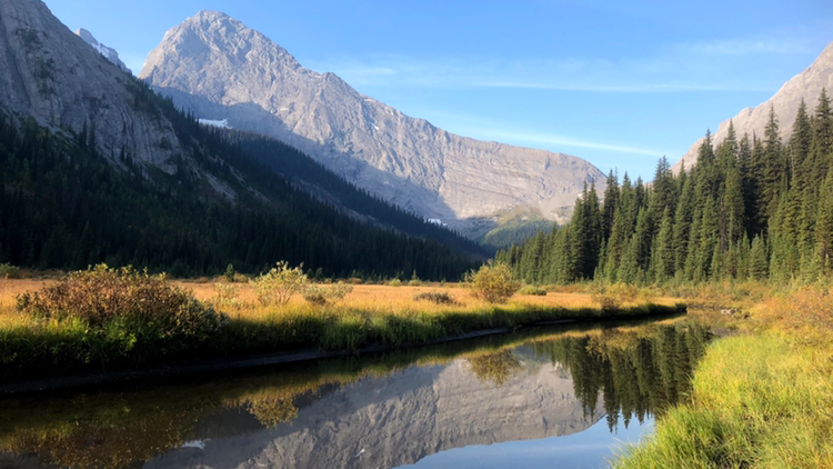 Cochrane Small Tree Pruning | 52 Bow Ridge Dr, Cochrane, AB T4C 1V5, Canada | Phone: (403) 505-9615