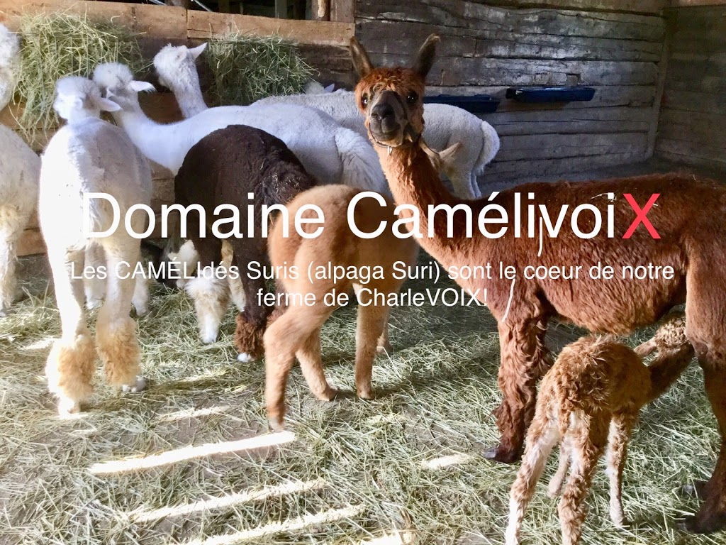 Domaine Camélivoix | 41 Rang Saint Jean Baptiste, La Malbaie, QC G5A 2E4, Canada | Phone: (514) 912-0820