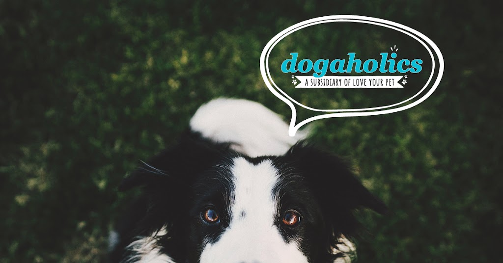 Dogaholics | 1404 44 Ave NE, Calgary, AB T2E 6L6, Canada | Phone: (403) 769-0062