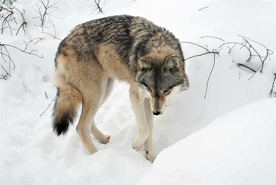 Haliburton Forest Wolf Centre | 1305 Redkenn Rd, Dysart et al, ON K0M 1S0, Canada | Phone: (800) 631-2198 ext. 140