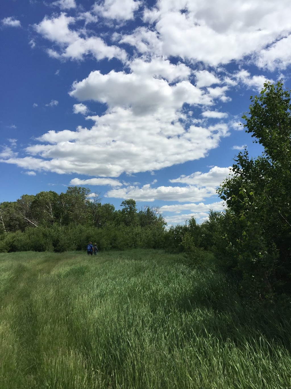 Pipestone Creek Conservation Lands | Range Rd 231A, Millet, AB T0C 1Z0, Canada