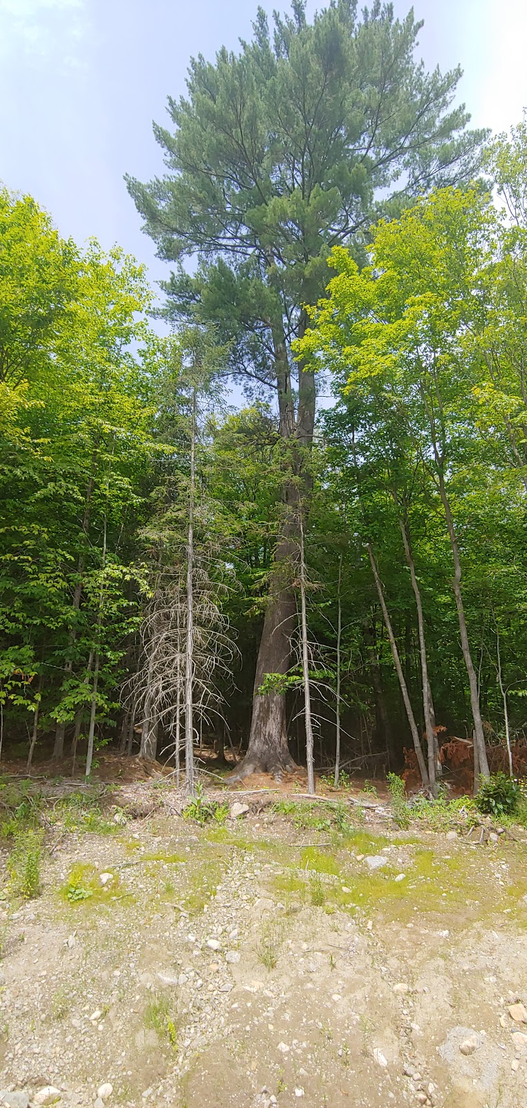 Bruce Wilson | 520 Chemin du Sommet Bleu, Sainte-Adèle, QC J8B 2S7, Canada | Phone: (450) 229-1197