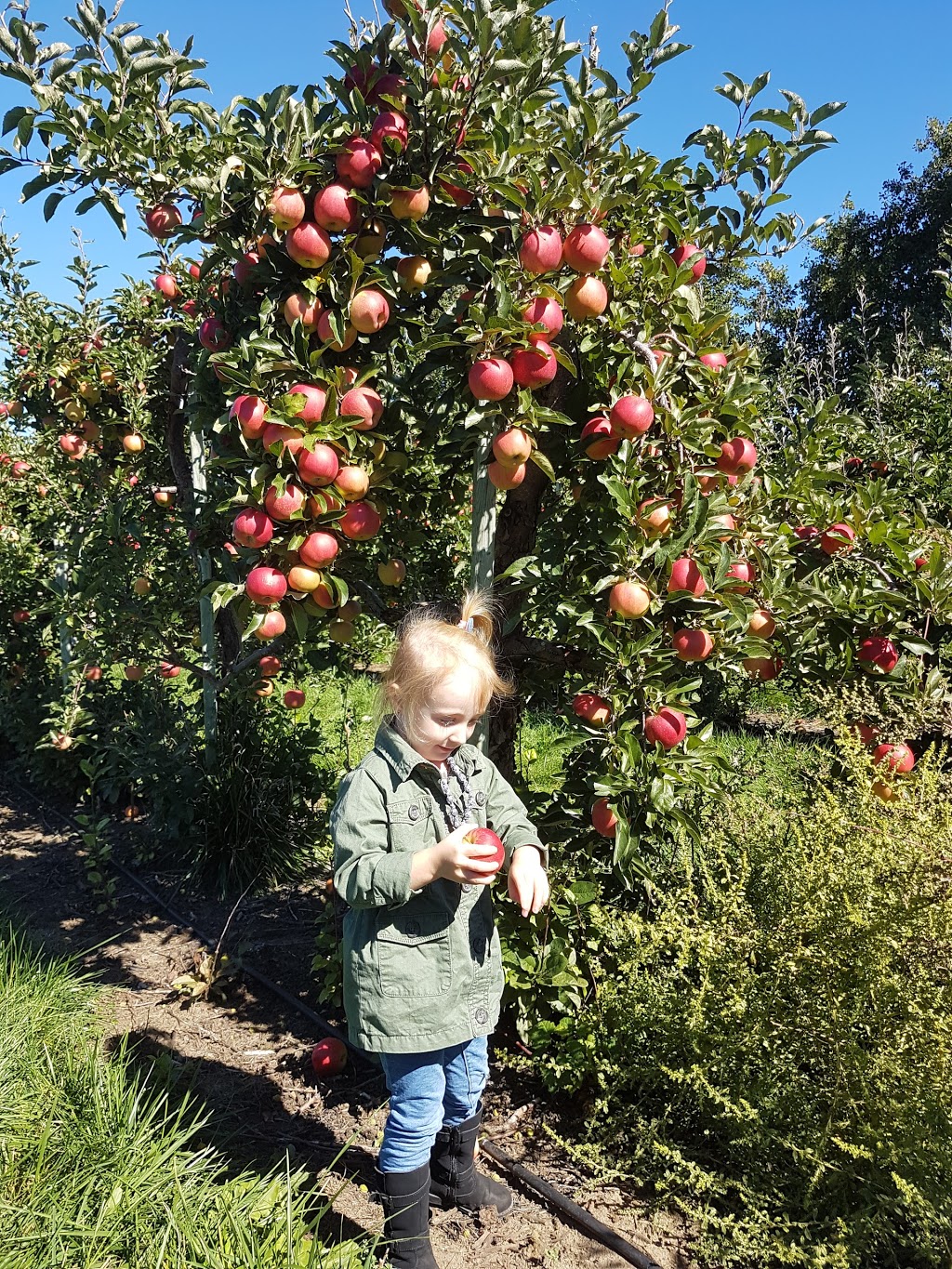 Smiths Apples and Farm Market | 470 The River Rd, Port Elgin, ON N0H 2C7, Canada | Phone: (519) 832-3051