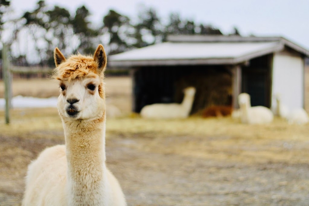 Alpacas from Eighth & Mud | 232 8th Rd E, Stoney Creek, ON L8J 3M2, Canada | Phone: (905) 308-6188