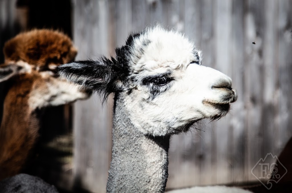 Alpacas Belarroyo | 9701 Rang de la Fresnière, Mirabel, QC J7N 2R8, Canada | Phone: (450) 258-2816