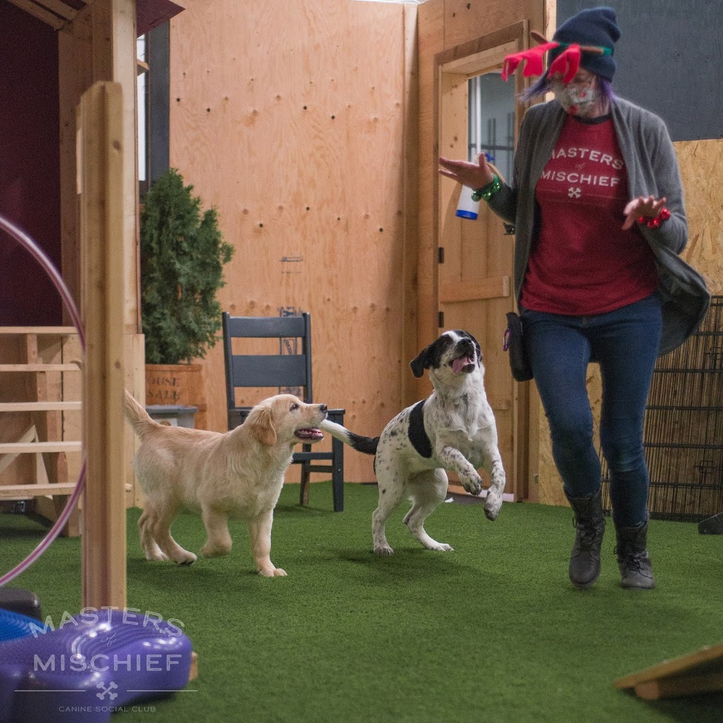 Masters Of Mischief Canine Social Club | 1638 Bath Rd, Kingston, ON K7M 4X6, Canada | Phone: (613) 389-8444