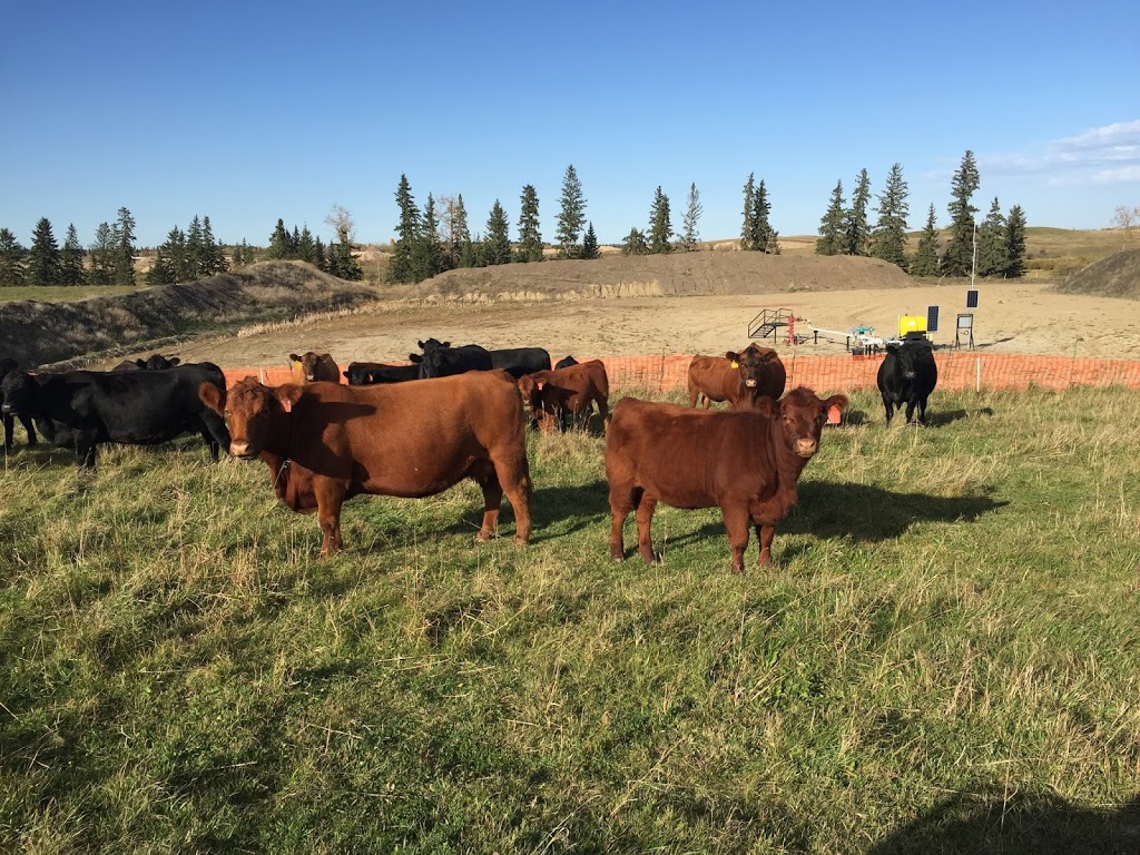 Matejka Farms | 262027 Township Rd, Ponoka, AB T4J 1R3, Canada | Phone: (403) 783-6389