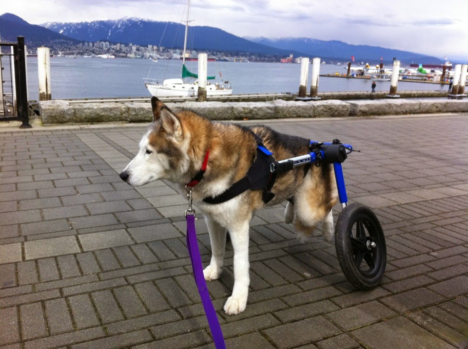 Handicapped Pets Canada | 27306 Fraser Hwy, Aldergrove, BC V4W 3P8, Canada | Phone: (778) 809-7421