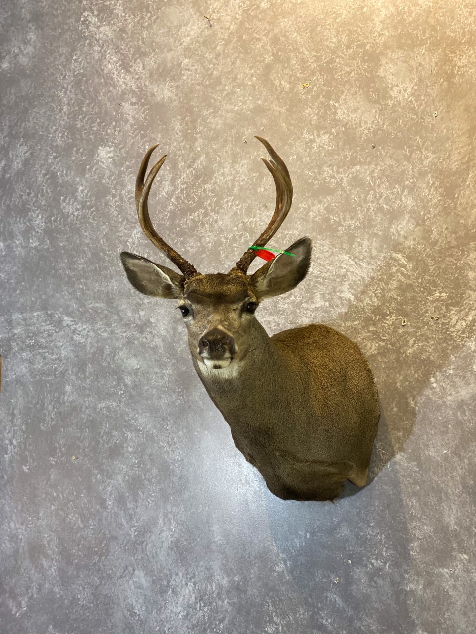 Ray Wiens Taxidermy | 2580 Kinvig St, Lower Nicola, BC V0K 1Y0, Canada | Phone: (778) 241-0208