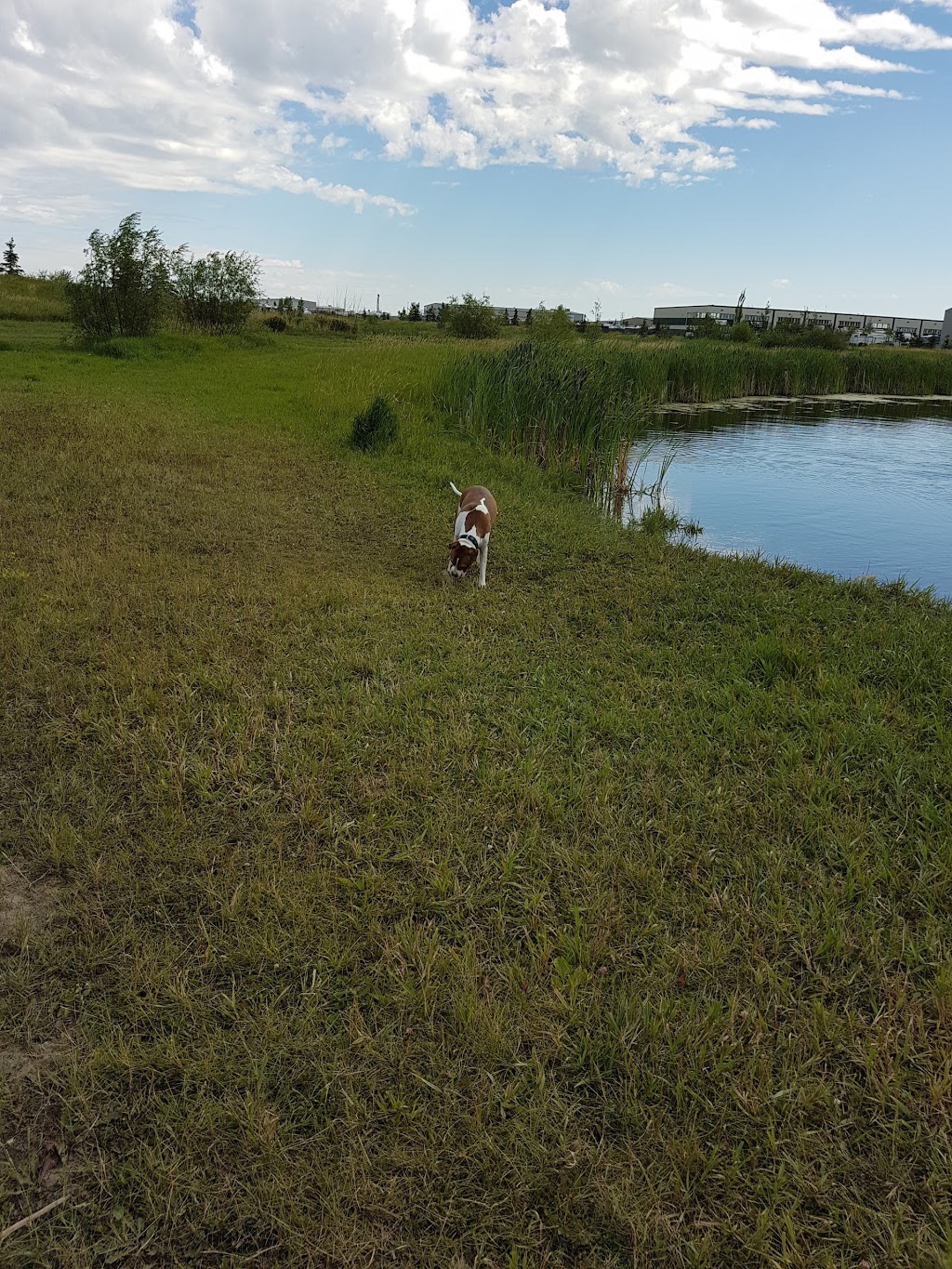 Barclay Dog Park | 77 Ave, Leduc, AB T9E 0B6, Canada