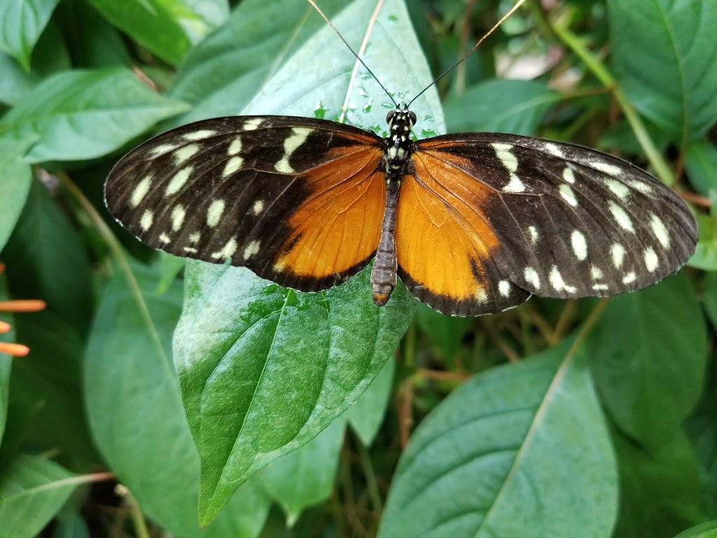 Cambridge Butterfly Conservatory | 2500 Kossuth Rd, Cambridge, ON N3H 4R7, Canada | Phone: (519) 653-1234