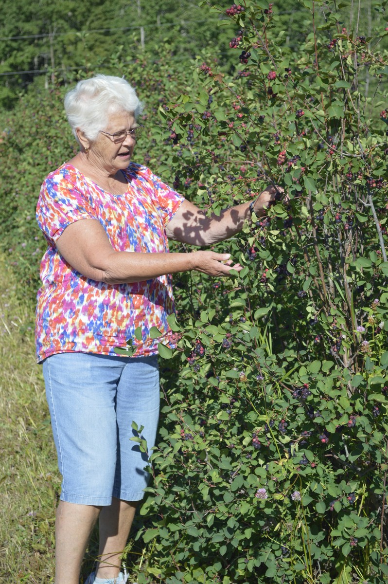 Botts Berry Farm | 436 Lobstick Trail, Leslieville, AB T0M 1H0, Canada | Phone: (403) 877-1892