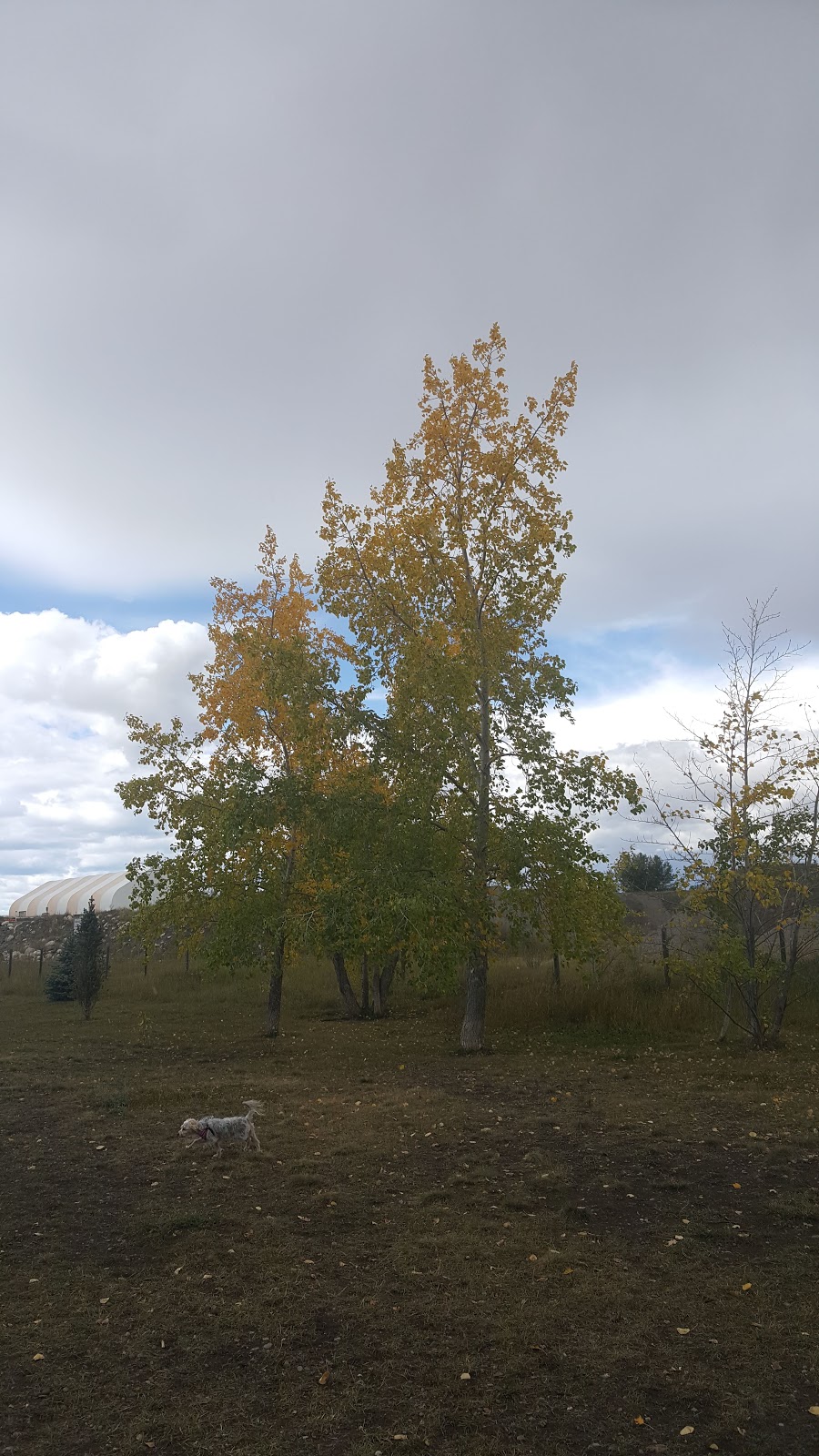 Off-leash Park | Cochrane, AB T4C 2C1, Canada