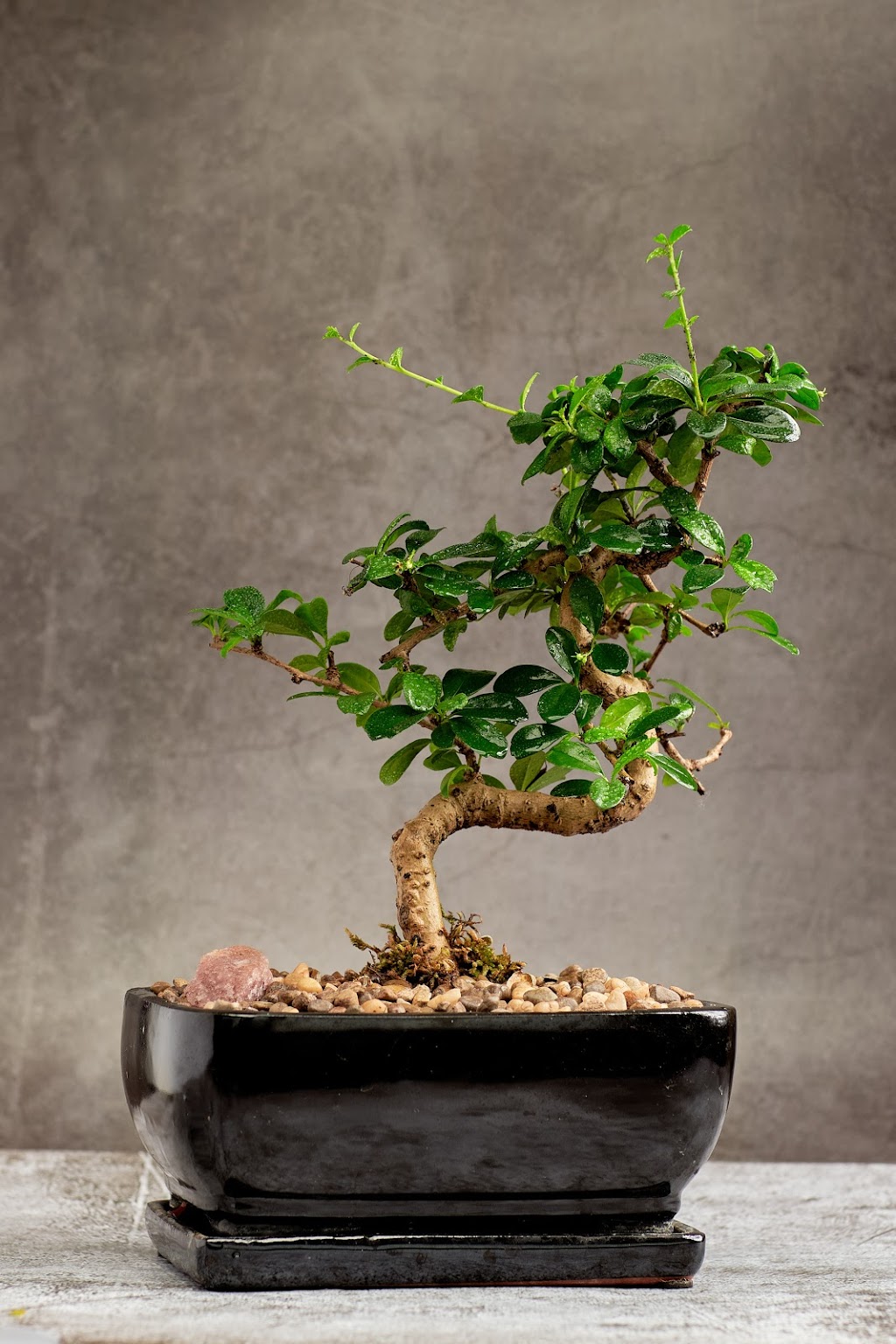 Bonsai Ottawa | 2784 Lancaster Rd unit C1, Ottawa, ON K1B 4S4, Canada | Phone: (613) 276-7267