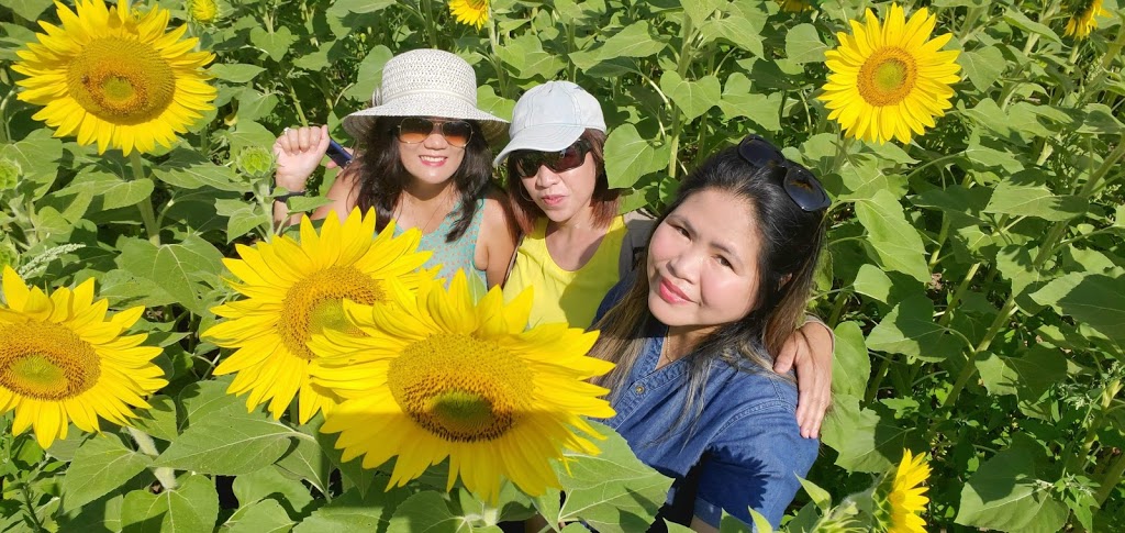 Sunrise Sunflower Farm | 1846 ON-6, Hamilton, ON L8N 2Z7, Canada | Phone: (215) 723-9512