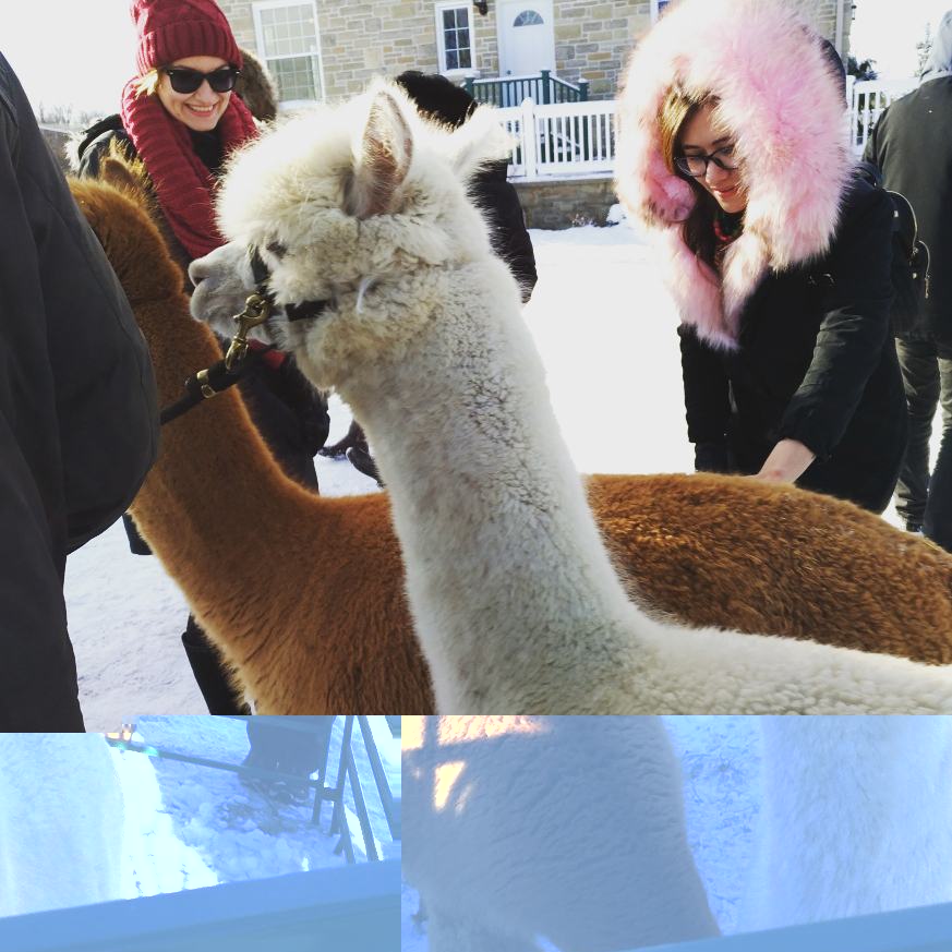 Wilhaven Ridge Alpacas | 1620 Wilhaven Dr, Cumberland, ON K4C 1M9, Canada | Phone: (613) 833-3227