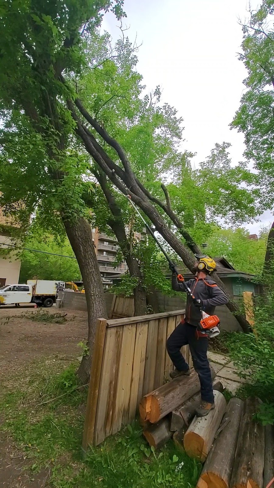 City Tree Service | 10910 69 Ave NW, Edmonton, AB T6H 2E5, Canada | Phone: (780) 271-8733