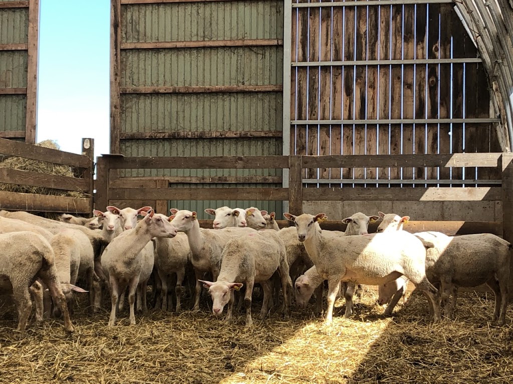 Ferme Agneaux des champs | 201 Rang du Bas lAchigan, LÉpiphanie, QC J5X 2N6, Canada | Phone: (450) 365-6904