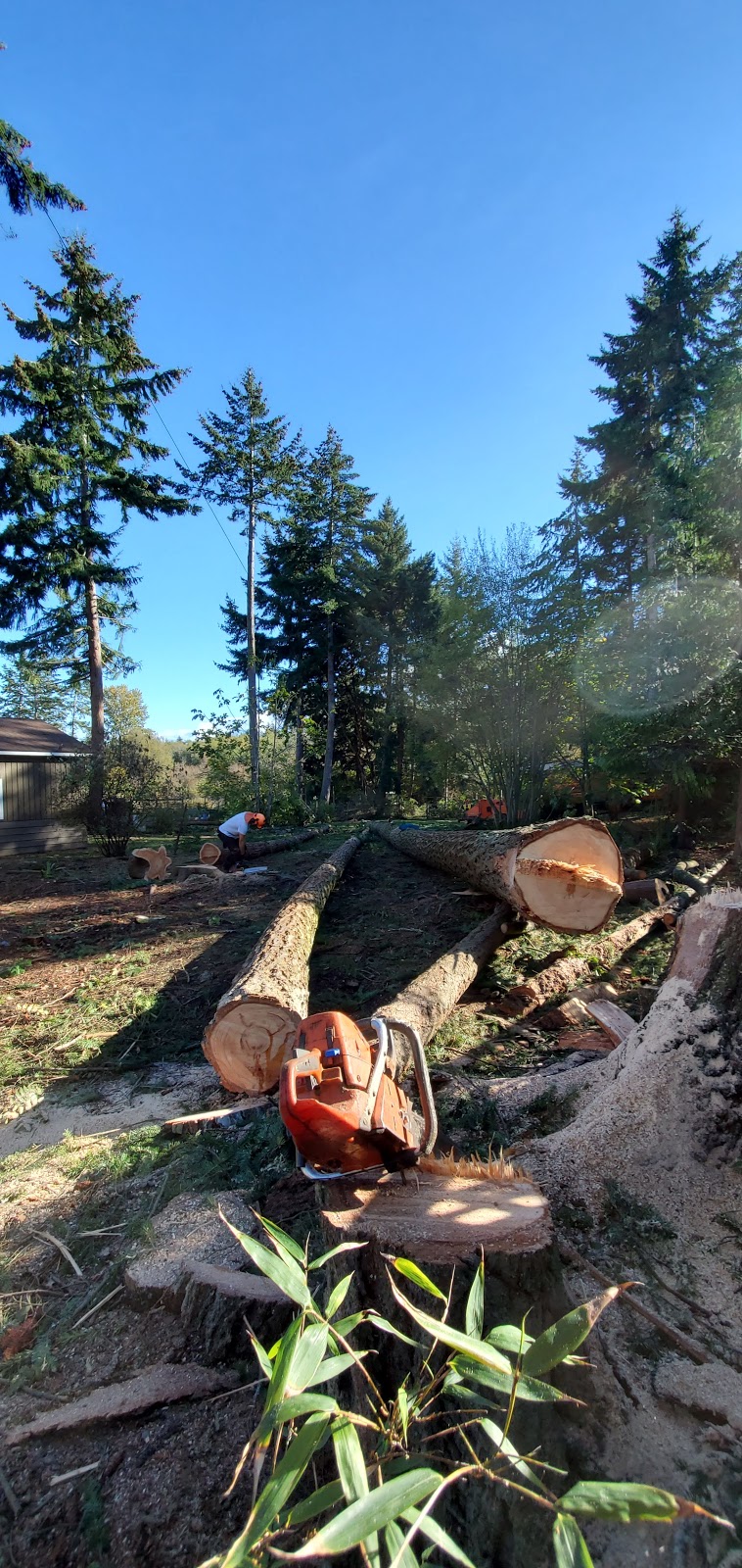 Nomad Tree Service | 5671 Falls St, Port Alberni, BC V9Y 8K7, Canada | Phone: (250) 735-2674