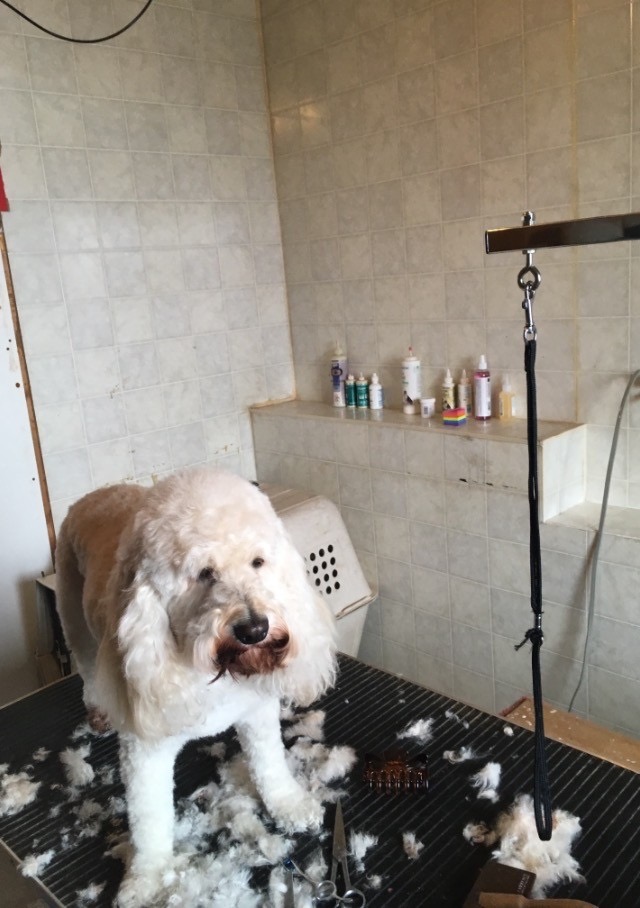 Lorraine’s Dog Grooming | 72 Celtic Dr, Caledonia, ON N3W 2N6, Canada | Phone: (905) 928-4315