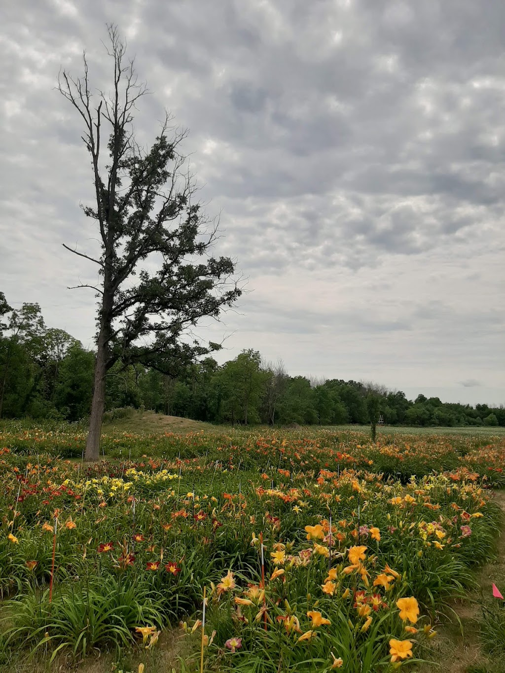 Dynamic Daylilies Inc. | 4500 S Service Rd, Beamsville, ON L0R 1B1, Canada | Phone: (905) 617-0788