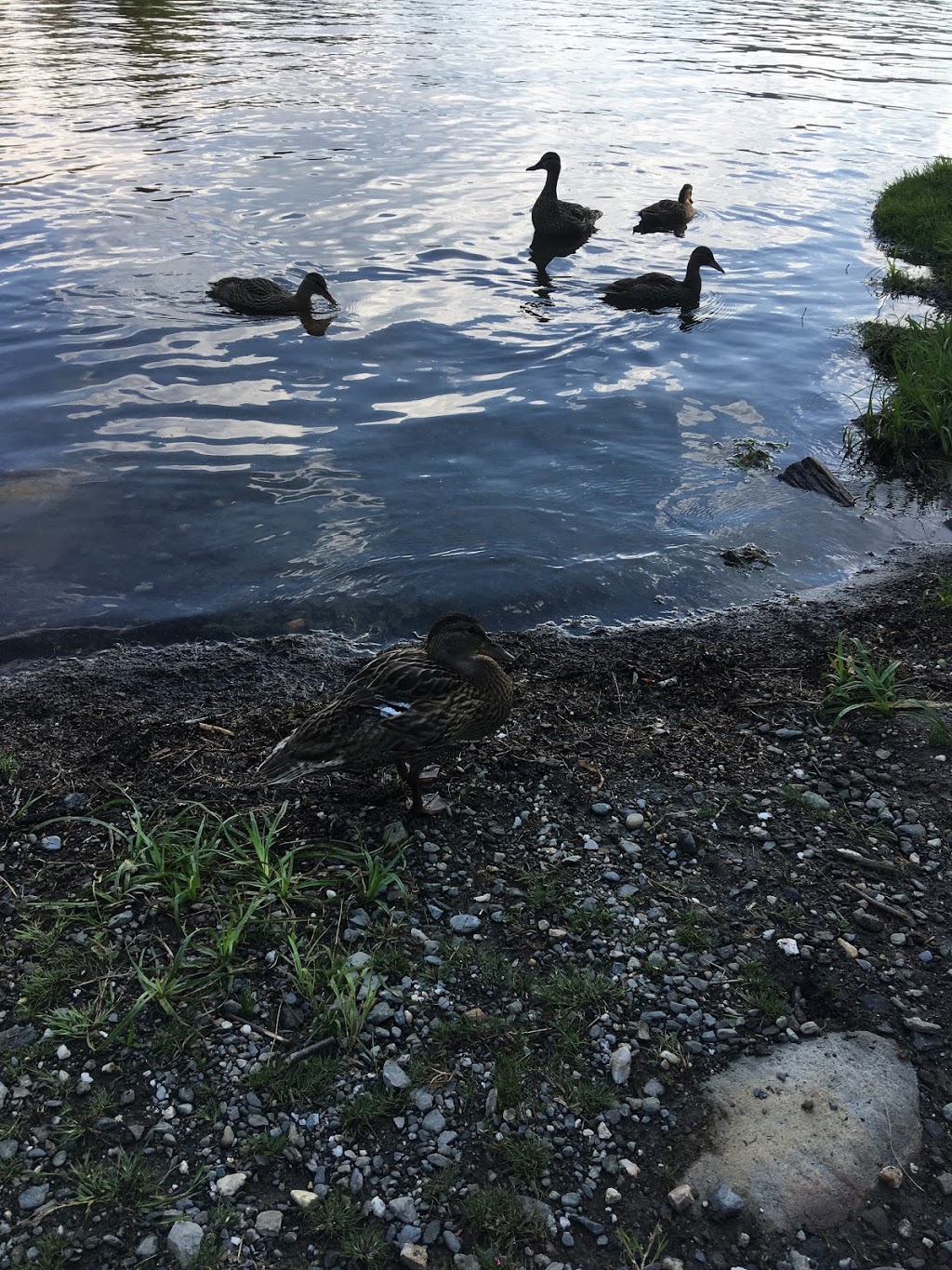 Philbrook Beach | Beach Rd, Pittsburg, NH 03592, USA