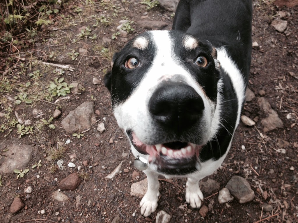 Squamish Dog Walking and Boarding, "Annie Let the Dogs Out" | 40340 Aristotle Dr, Squamish, BC V8B 0V5, Canada | Phone: (604) 892-8005